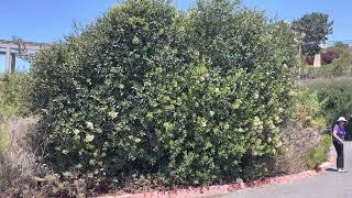 Growing San Diego found top 10 best plant blooming Toyon at San Elijo Lagoon in July