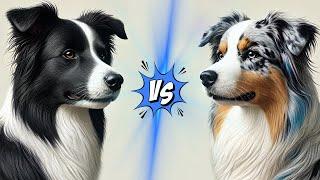 Border Collie VS Australian Shepherd: Comprehensive Comparison