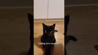 We fell in love again #pegasus #cat #blackpegasus #kitten #tiktokcats #funny #cute #catlover #kitty
