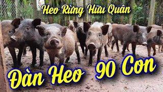 Kỹ Thuật Nuôi 90 Con Heo Rừng Lai SIÊU Lãi Xuất Tại Gia Lai | Bắt Heo Tại Hộ Dân.