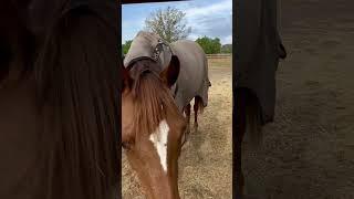 Beautiful young Horse #horse #orlando #сша #florida #usa #animals #farm