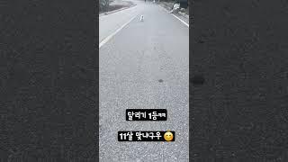 #강아지브이로그 #강아지일상 #강아지산책 #달리기잘하는강아지#11살맞냐구