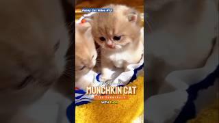 Munchkin Cat #catvideos #munchkincat #shorts