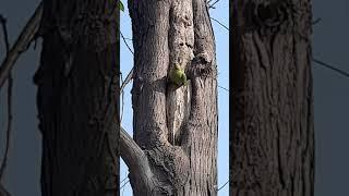 see how the parrot comes out #shorts #indianbirds#beautiful #birds #justifry