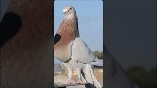 Top 10 beautiful pigeons in the world 2024 #pigeon #10mostpigeon #shortsfeed #viral