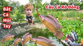 Cáo Ca - Đào Giun Câu Đàn Cá Rô Đồng Cực Chất || Hậu Cáo Câu Cá