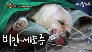 14년 전, 아들을 잃었을 때 선물처럼 짱구가 왔어요 '짱구야 함께 오래 살아주겠니' [나는 아픈개와 산다]
