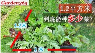 小面积菜园也能有大产出｜种对位置不挡阳光｜品种套种｜品种选择｜多次采收｜