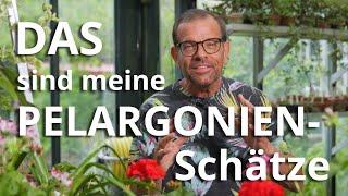 300 Sorten: DAS ist meine PELARGONIEN-SCHATZKAMMER