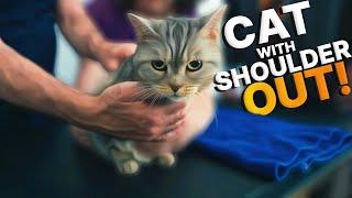 Rescue Cat Mia NEEDS Help with Shoulder Pain ~ The LOUDEST Crack On A Cat We've EVER HEARD !