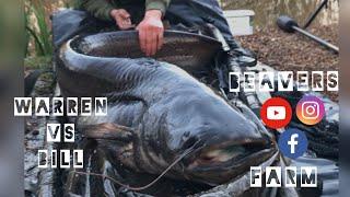 Big catfish at beavers farm fishery’s