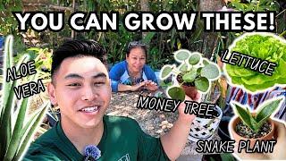 How to Grow Lettuce, Spider Plant, Aloe & Propagate Snake & Chinese Money Plants!