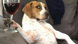 Funny Videos Of Funny Animals Behaving Like Humans 2016 [BEST OF]