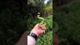 Nature's Animal Growth Metamorphosis 2 #animaljourney #snake #beautifulnature #shorts #youtubeshorts