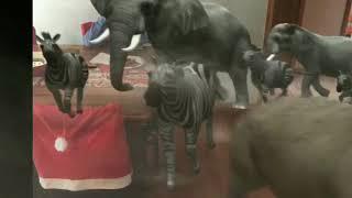 Elephants in the kitchen