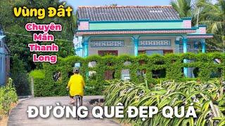 Nét Đẹp Đồng Quê | Tân Trụ Mùa Thanh Long Đầy Ruộng .