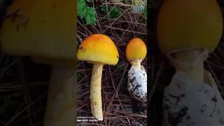 A walk to remember #naturefinds #natureisbeautiful