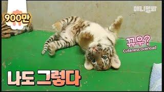 누구에게나 호양이 시절은 있다 ㅣ TFW Baby Tigers Reminds You That At Least You Were A Cute Baby EP1