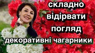 Квітучі декоративні рослини для саду. Кущі для сонячних клумб.