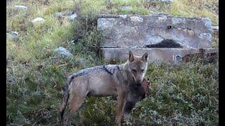 TOROS DAĞLARI FOTOKAPAN KONTROLÜ  2024 2. BÖLÜM!  DOMUZ KAFASI TAŞIYAN KURT !!!