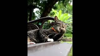 Gato tailandês #shorts #pets #cats #cute