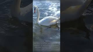 #Swan ，Midday to Sunset 20231024 v2