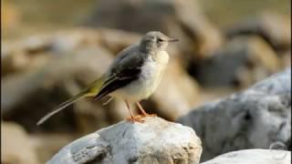 Gebirgsstelze - Grey Wagtail - Motacilla cinerea