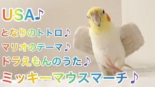 ［オカメインコ］ピカチュウの歌 LIVE ノーカット　(５曲)