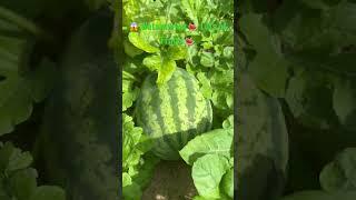  Lots of Fruits  Watermelon Grown From Seed