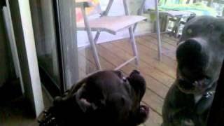 Blue nose pitbull brothers meet face to face