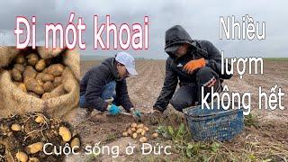 Đi mót khoai chủ farm bỏ ngoài ruộng. Người Việt ở Đức | Cuộc sống nông thôn ở Đức