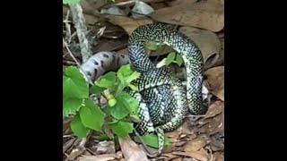 King snake vs copperhead: Epic battle between snakes caught on video in Alabama