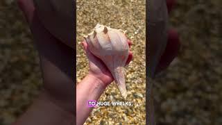 Epic Port Aransas Shelling Adventure!
