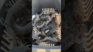 Fish catching technique  Natural fishing video  #fishing 