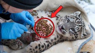 Rescuing A Snow Leopard Infected By Parasites with Honeycomb Wound