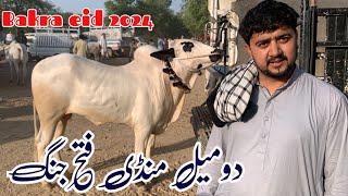 Domail mandi 24/5/ 2024 latest update ll jaffar mandi ll jamil tv ll