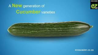 A new generation of Enza Zaden cucumber varieties