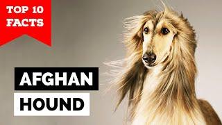 Afghan Hound - Top 10 Facts