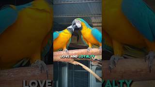 The Lifelong Love of Macaws: Nature's True Romantics #facts #animals #birdslover #birds