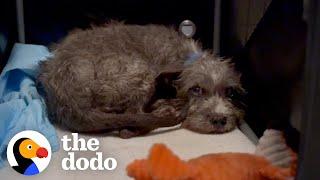 Puppy's Rescuer's Finally Figure Out Why He's Scared | The Dodo