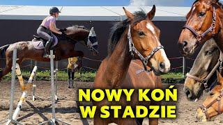 SKACZĘ NA MATADORZE! | Oklep na Quevedo | Nowy koń?