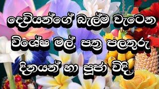 දෙවියන්ගේ විශේෂ බැල්ම වැටෙන මල්, පත්‍ර පලතුරු හා දිනයන්