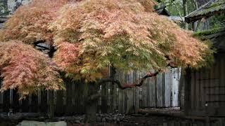 Takata Japanese Garden, Horticulture Centre of the Pacific, Volume 2