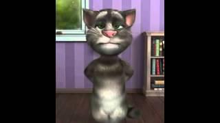 Wise Cat !!!