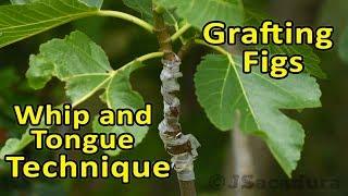 Grafting Fig Trees - Whip and Tongue - Grafting Technique