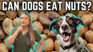 Can Dogs Eat Nuts??? Dr. Lindsay Butzer Veterinarian Explains!!!