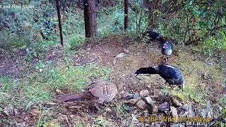 Kaker and Kalij Pheasant | Call of White Crested Laughing Thrush