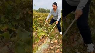 Knock Off Grape Leaves To Strength The Roots #farming #agriculture