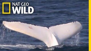 A Rare White Whale Spotted Near Australia | Nat Geo Wild