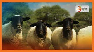 Kenya's Gold | Rearing Dorper Sheep - Gold Feature